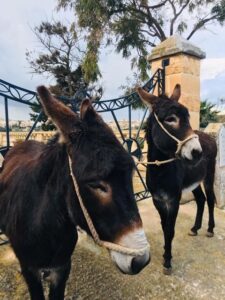 2 donkeys from Qala, Gozo